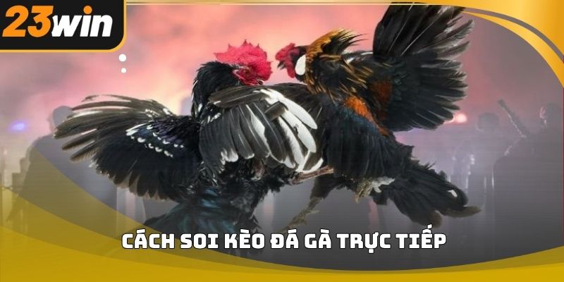 Cách soi kèo đá gà trực tiếp 23win hiệu quả cho người mới