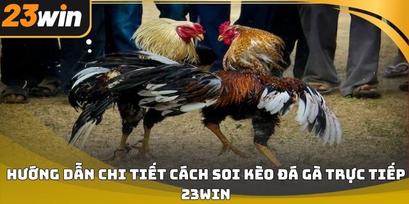 Cách soi kèo đá gà trực tiếp 23win hiệu quả cho người mới