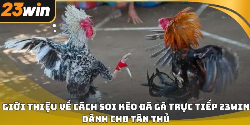 Cách soi kèo đá gà trực tiếp 23win hiệu quả cho người mới