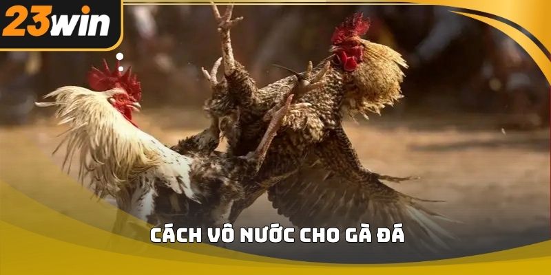 Cách vô nước cho gà đá 23win chuẩn kỹ thuật cho người nuôi