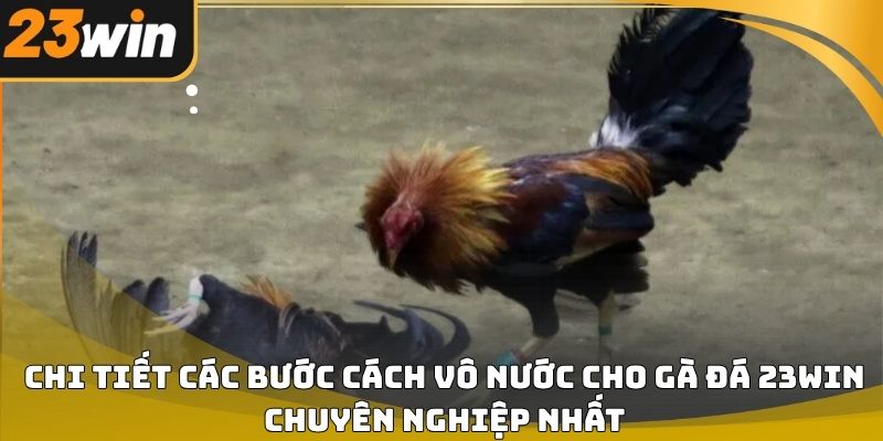 Cách vô nước cho gà đá 23win chuẩn kỹ thuật cho người nuôi