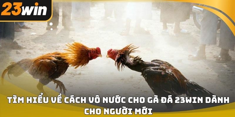 Cách vô nước cho gà đá 23win chuẩn kỹ thuật cho người nuôi