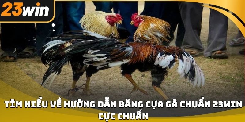 Hướng dẫn băng cựa gà chuẩn 23win đúng kỹ thuật