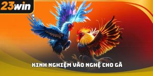 Kinh nghiệm vào nghệ cho gà 23win chuẩn kỹ thuật