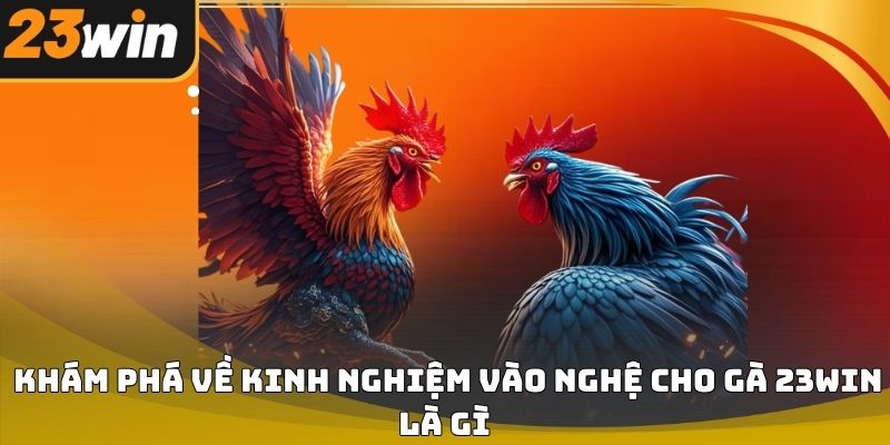 Kinh nghiệm vào nghệ cho gà 23win chuẩn kỹ thuật