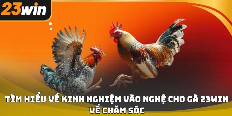 Kinh nghiệm vào nghệ cho gà 23win chuẩn kỹ thuật