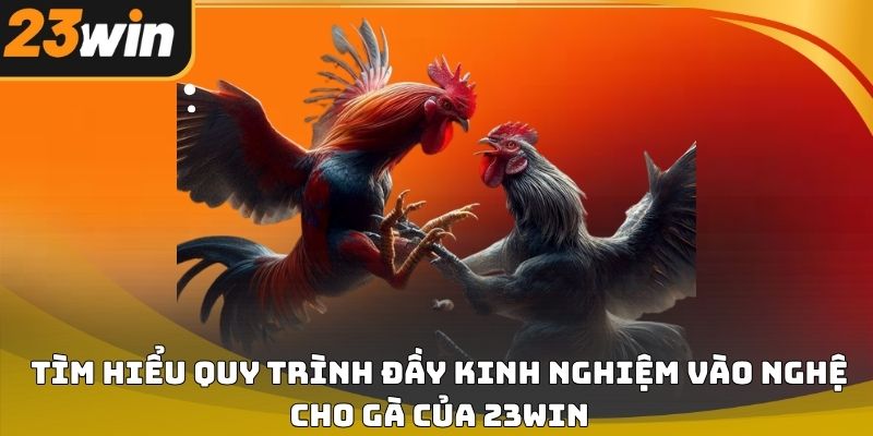 Kinh nghiệm vào nghệ cho gà 23win chuẩn kỹ thuật